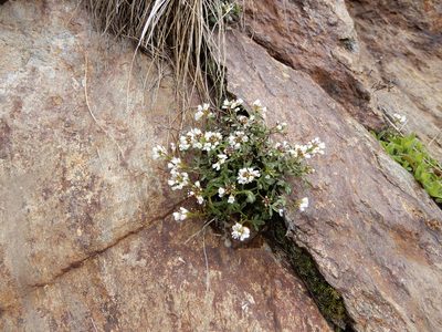 Cardamine resedifolia, photographed by Giuliana Pirotta