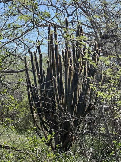 Pilosocereus armatus, photographed by Alan Weakley