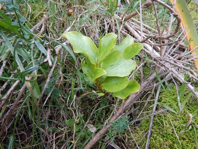 Griselinia littoralis, photographed by Jon Sullivan