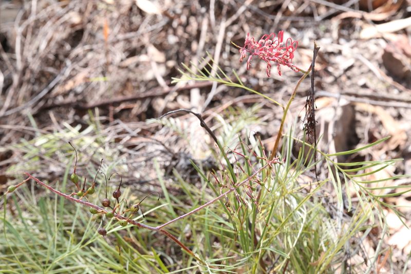 Grevillea dryandri, photographed by Hugo Innes