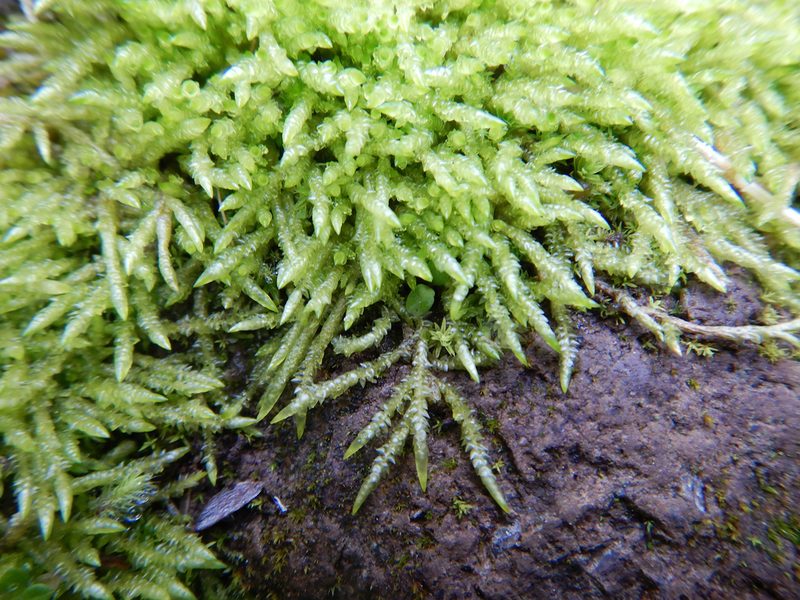 Acrocladium chlamydophyllum, photographed by Jon Sullivan