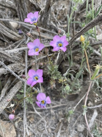 Gilia cana, photographed by Matt Berger