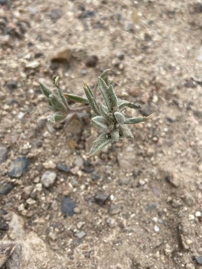 Loeseliastrum depressum, photographed by Matt Berger