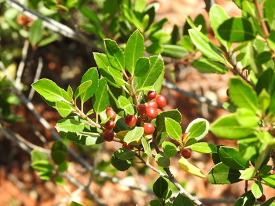 Rhamnus alaternus, photographed by Duarte Frade