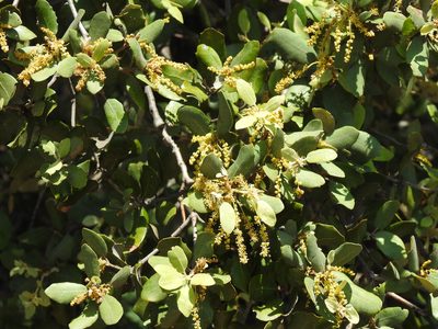 Quercus rotundifolia, photographed by Duarte Frade