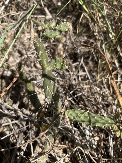 Opuntia repens, photographed by Alan Weakley
