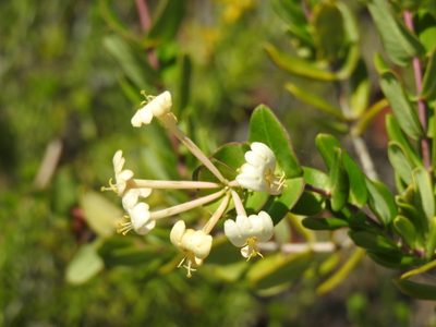 Lonicera implexa, photographed by Duarte Frade