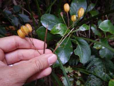 Libertia ixioides, photographed by Jon Sullivan