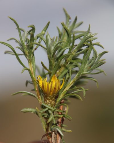Oedera humilis, photographed by Tony Rebelo