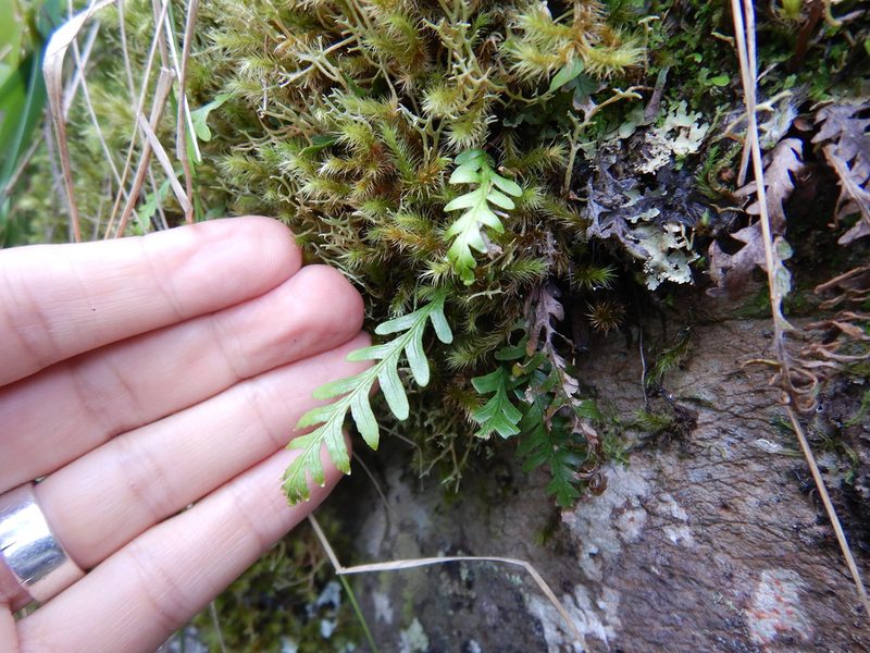 Notogrammitis heterophylla, photographed by Jon Sullivan