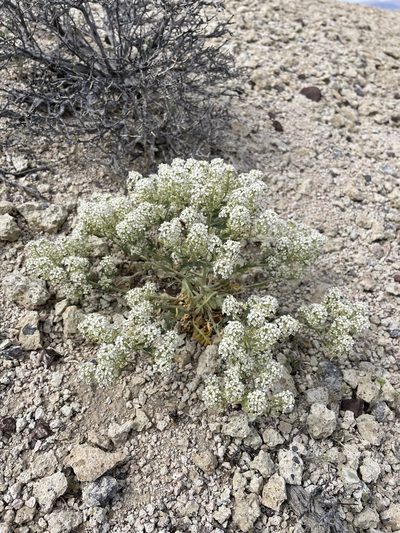 Lepidium montanum, photographed by Matt Berger