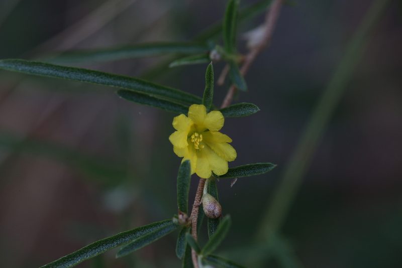 Hibbertia lepidota, photographed by Hugo Innes