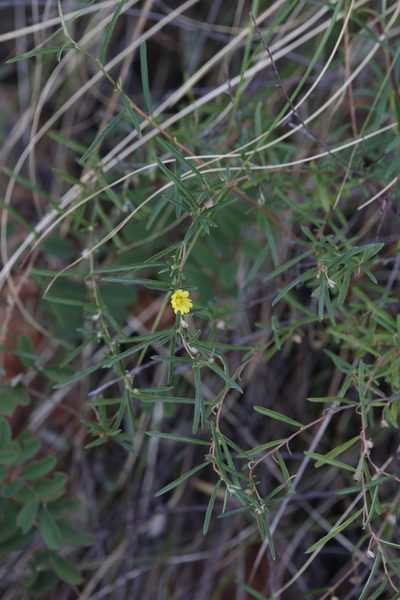 Hibbertia lepidota, photographed by Hugo Innes