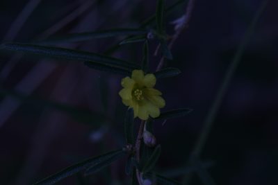 Hibbertia lepidota, photographed by Hugo Innes