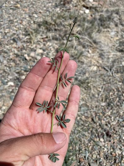 Dalea searlsiae, photographed by Matt Berger