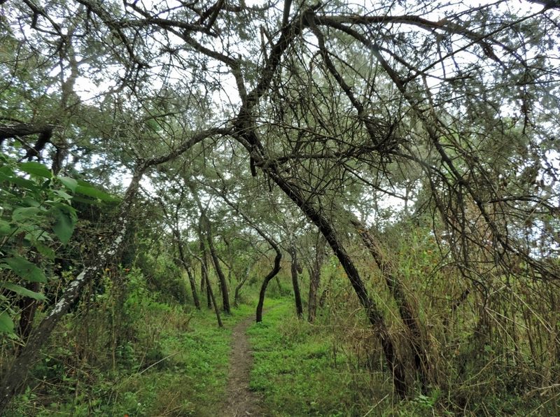Vachellia rehmanniana, photographed by i_c_riddell