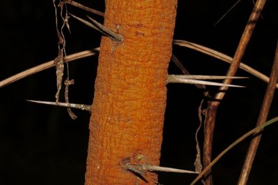 Vachellia rehmanniana, photographed by i_c_riddell
