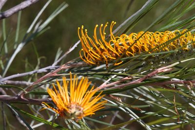 Grevillea pteridifolia, photographed by Hugo Innes