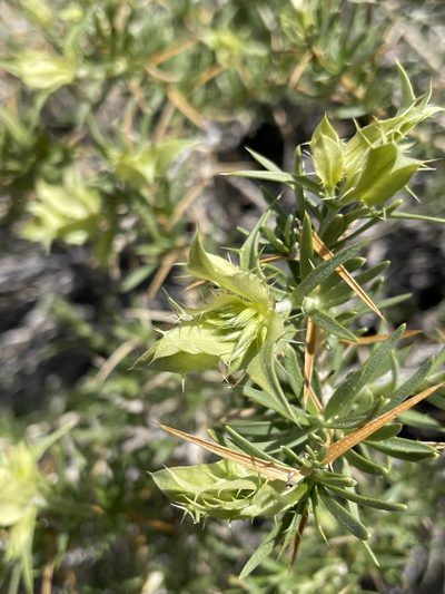 Hecastocleis shockleyi, photographed by Matt Berger