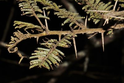 Vachellia rehmanniana, photographed by i_c_riddell