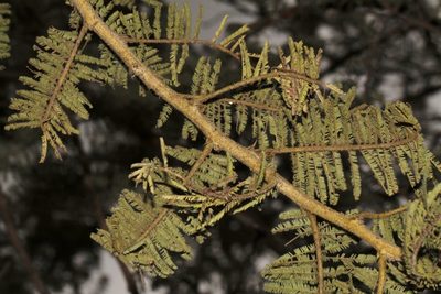 Vachellia rehmanniana, photographed by i_c_riddell