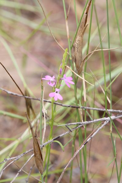 Striga curviflora, photographed by Hugo Innes
