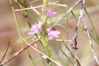 Striga curviflora, photographed by Hugo Innes