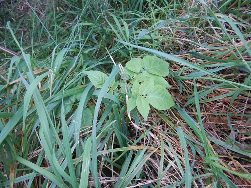 Solanum tuberosum, photographed by Jon Sullivan