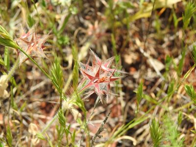 Trifolium stellatum, photographed by Duarte Frade