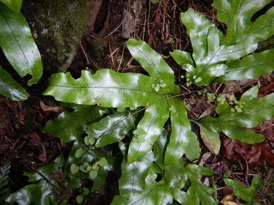 Zealandia pustulata, photographed by Jon Sullivan