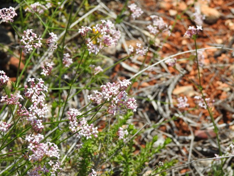 Hexaphylla hirsuta, photographed by Duarte Frade