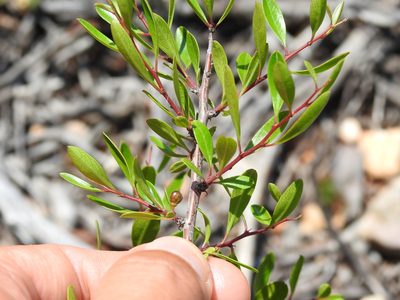 Rhamnus oleoides, photographed by Duarte Frade