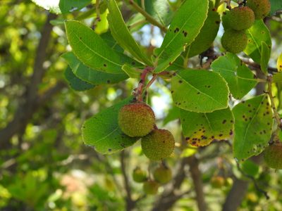 Arbutus unedo, photographed by Duarte Frade