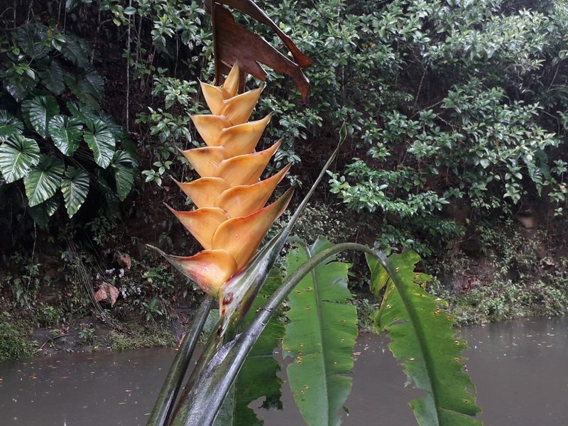 Heliconia caribaea, photographed by Tommy Andriollo