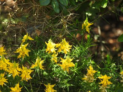 Genista hirsuta, photographed by Duarte Frade