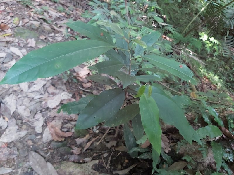 Staphylea formosana, photographed by 胡正恆(Jackson Hu)