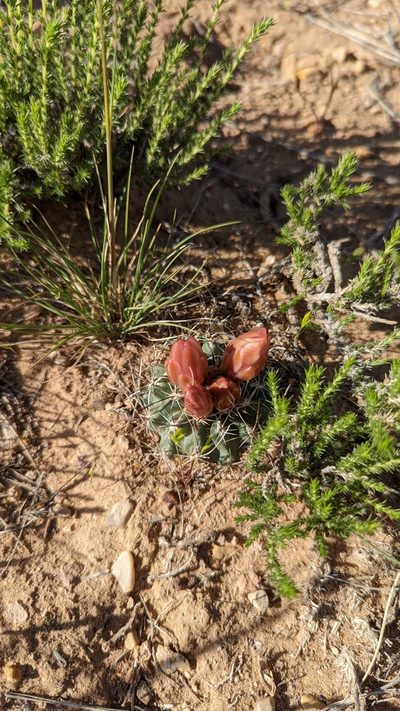 Sclerocactus spinosior, photographed by Andrew Dudley