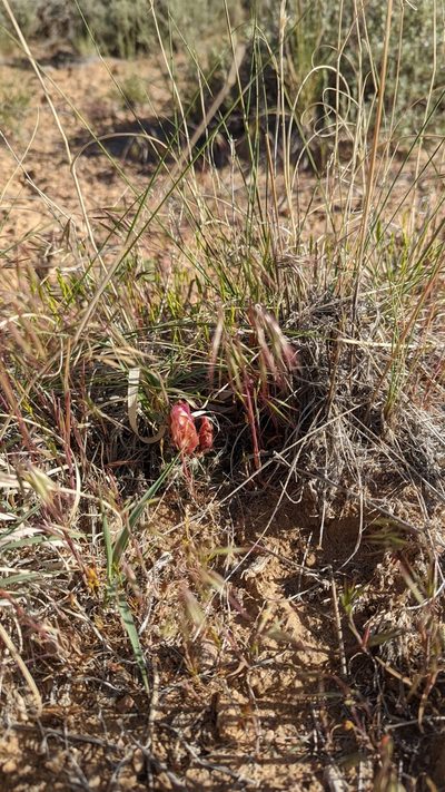 Sclerocactus spinosior, photographed by Andrew Dudley