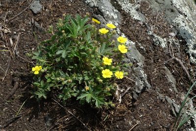 Potentilla humifusa, photographed by Oleg Kosterin