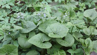 Brunnera sibirica, photographed by Daria