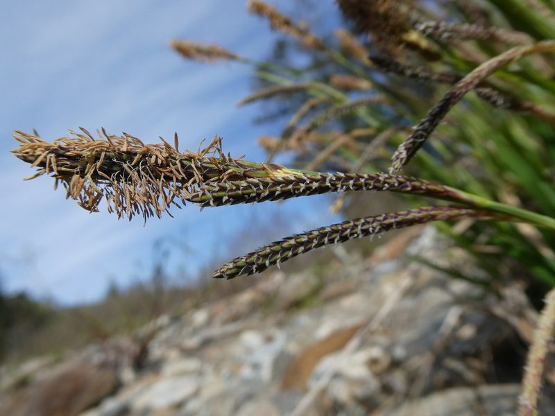Carex torta, photographed by Bruce Cook