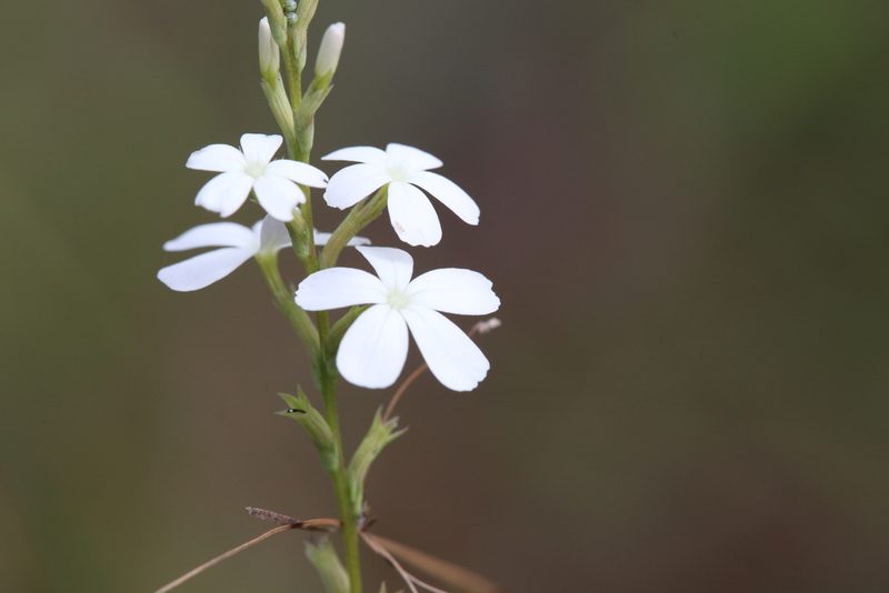 Buchnera linearis, photographed by Hugo Innes