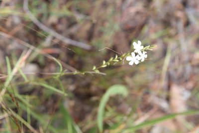 Buchnera linearis, photographed by Hugo Innes