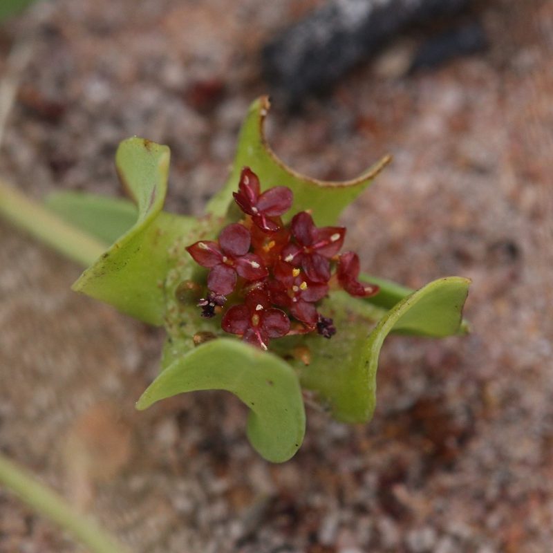 Pimelea sanguinea, photographed by Hugo Innes