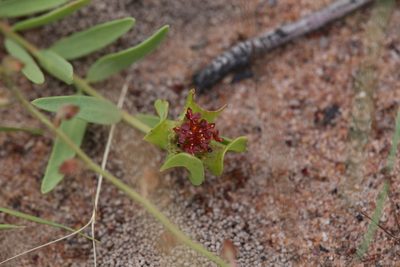 Pimelea sanguinea, photographed by Hugo Innes