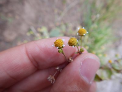 Galinsoga parviflora, photographed by Jon Sullivan