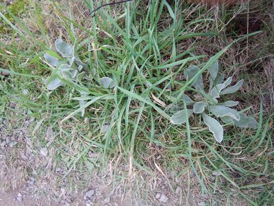 Matthiola incana