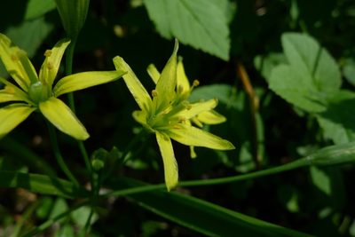 Gagea lutea, photographed by aga_l_