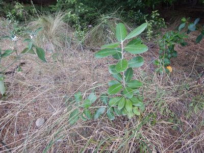 Pittosporum ralphii, photographed by Jon Sullivan