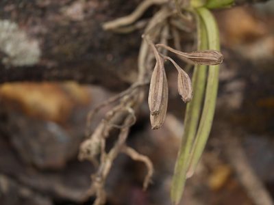 Vanda testacea, photographed by Dinesh Valke